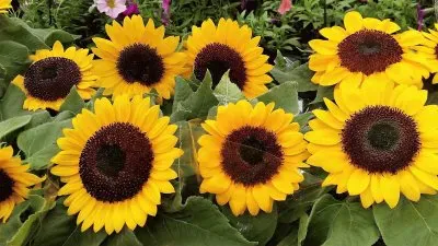 flores jigsaw puzzle