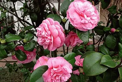 flores