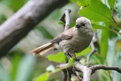 Testabianca della nuova zelanda