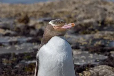 Pinguino occhigialli