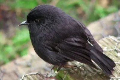 Balia melanica delle isole chatham