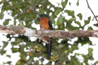 Jacamar maggiore