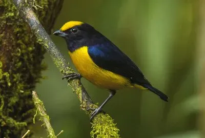 Eufonia ventrearancio