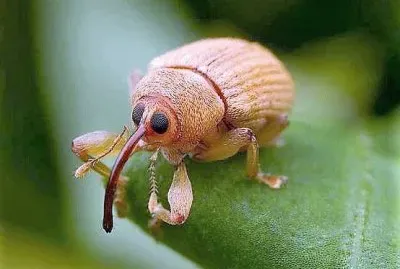 natural jigsaw puzzle