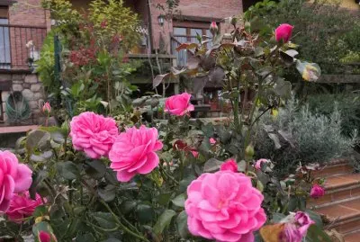 jardin