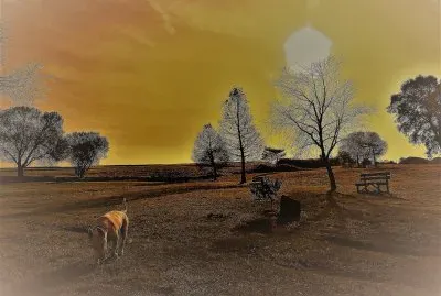 paseo jigsaw puzzle