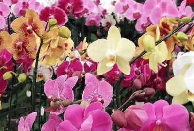 flores jigsaw puzzle