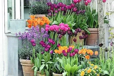 flores