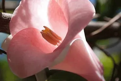 flores jigsaw puzzle