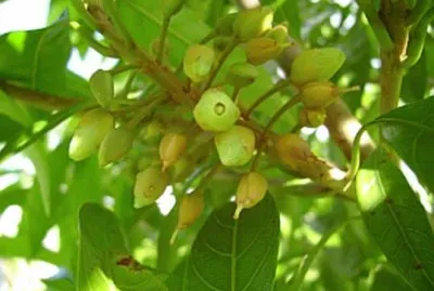 פאזל של Imagem