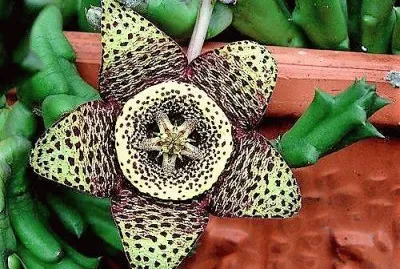 flores jigsaw puzzle