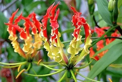 flores jigsaw puzzle