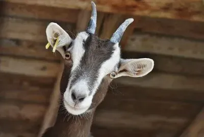 Imagem jigsaw puzzle