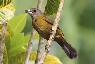 Tangara di passerini