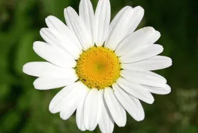 Marguerite