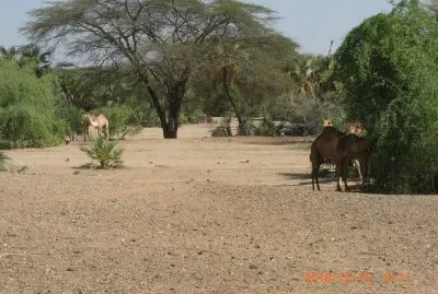 KALAPATA