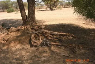 KALAPATA