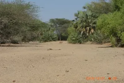 KALAPATA