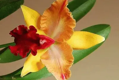 flores jigsaw puzzle