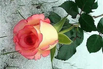 flores jigsaw puzzle