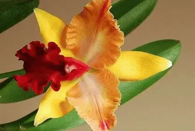 Imagem jigsaw puzzle