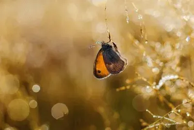 Imagem jigsaw puzzle