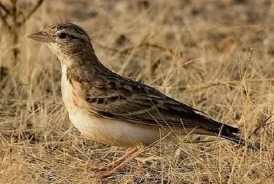 Calandrella eurasiatica