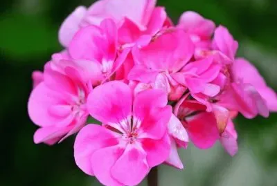 פאזל של Geranium