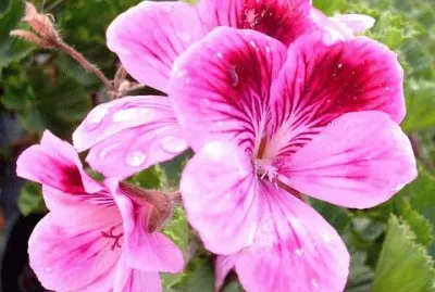 Geranium