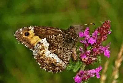 Hipparchia genava