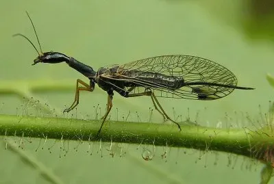 Dichrostigma flavipes
