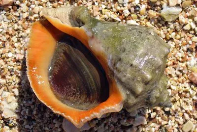 Rapana venosa