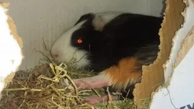 Cochon d 'inde jigsaw puzzle