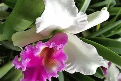 flores jigsaw puzzle