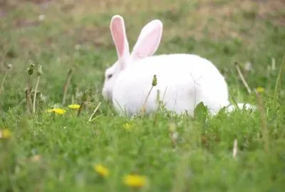 Imagem jigsaw puzzle