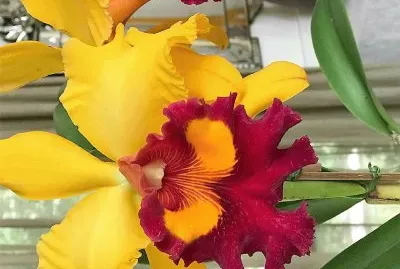 flores jigsaw puzzle