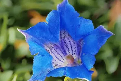 Gentiane