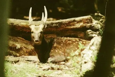 Cervo maculato delle visayas