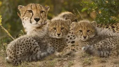 Cheetah with Cubs