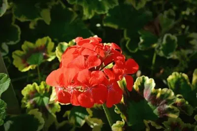 פאזל של Imagem