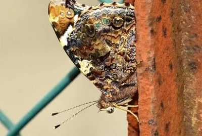 Imagem jigsaw puzzle