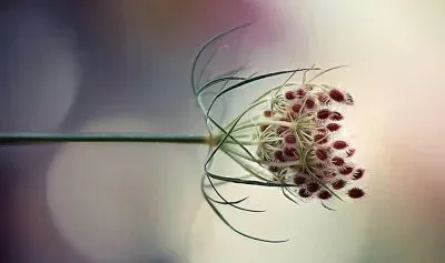 פאזל של flores