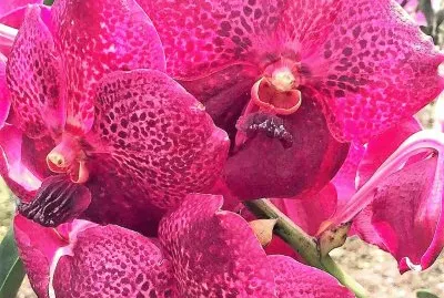 flores jigsaw puzzle