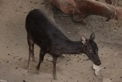 Cervo delle filippine