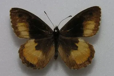 Hipparchia neomiris