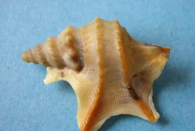 Piede di pellicano