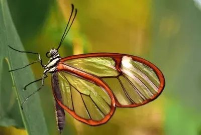 Imagem jigsaw puzzle