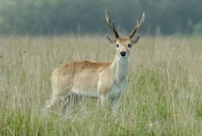 Cervo delle pampas