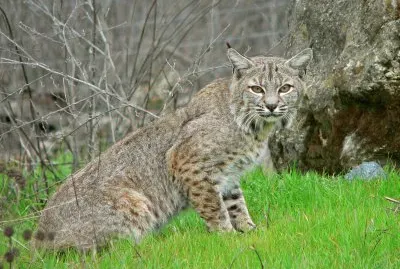 Bobcat
