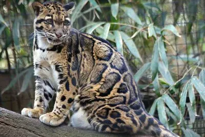 Clouded Leopard
